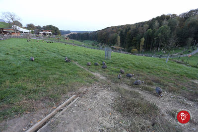 Klikni za ogled večje slike